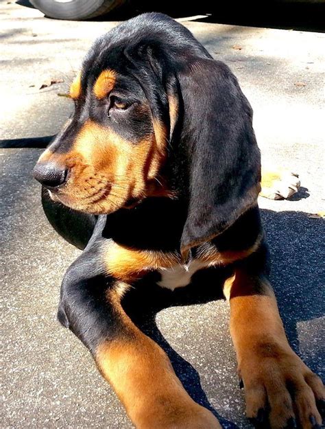 Coonhound adoption. Things To Know About Coonhound adoption. 